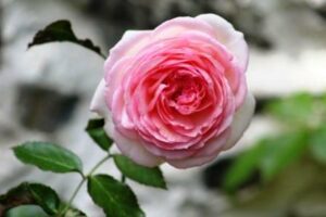Thérapie Reiki proposition pour les humains et tout le vivant